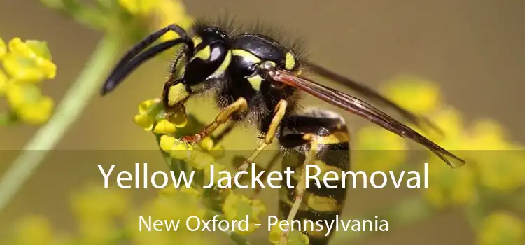 Yellow Jacket Removal New Oxford - Pennsylvania