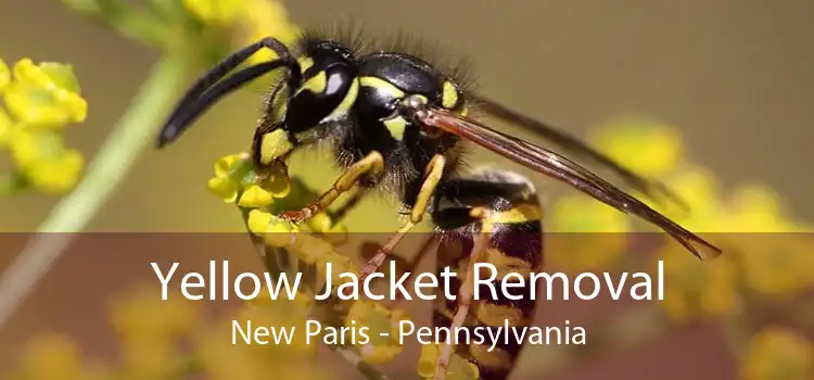 Yellow Jacket Removal New Paris - Pennsylvania