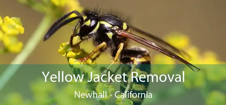 Yellow Jacket Removal Newhall - California