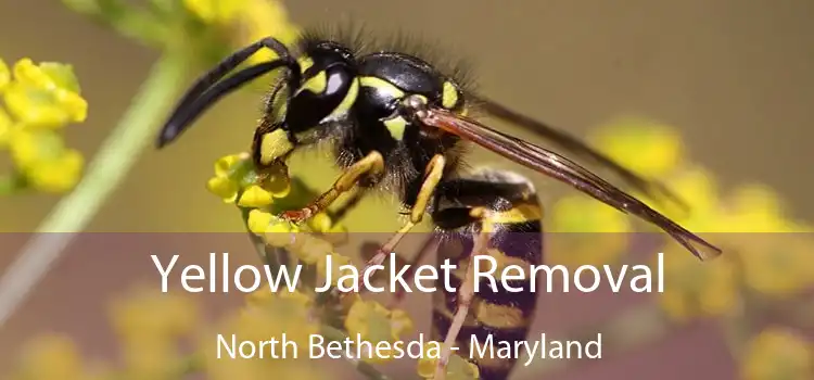 Yellow Jacket Removal North Bethesda - Maryland