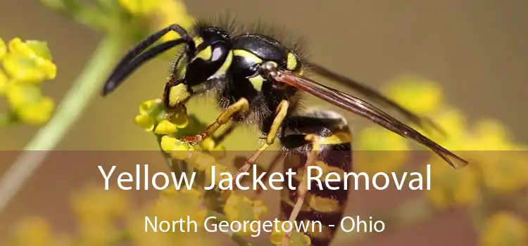 Yellow Jacket Removal North Georgetown - Ohio