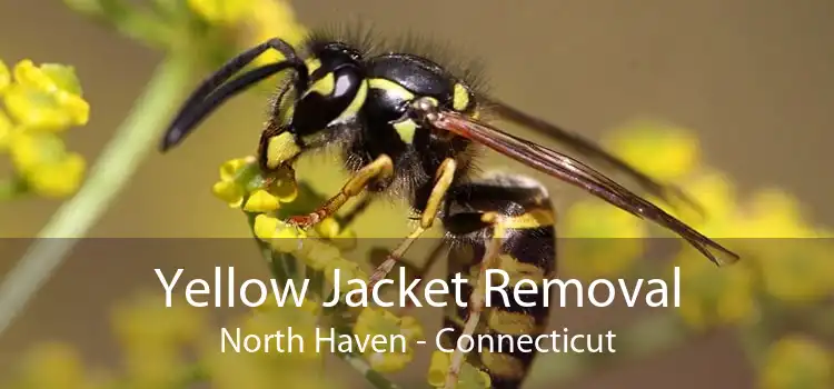 Yellow Jacket Removal North Haven - Connecticut