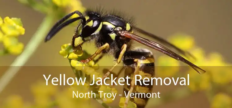 Yellow Jacket Removal North Troy - Vermont