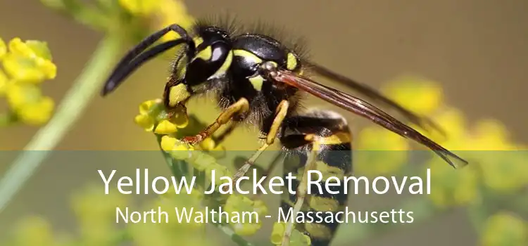 Yellow Jacket Removal North Waltham - Massachusetts