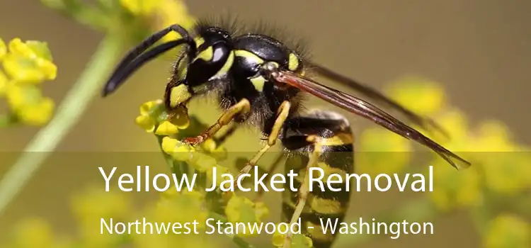 Yellow Jacket Removal Northwest Stanwood - Washington