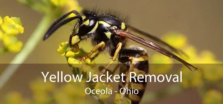 Yellow Jacket Removal Oceola - Ohio