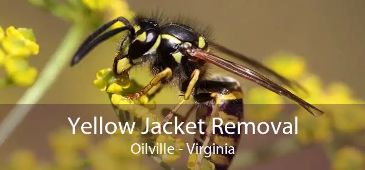 Yellow Jacket Removal Oilville - Virginia