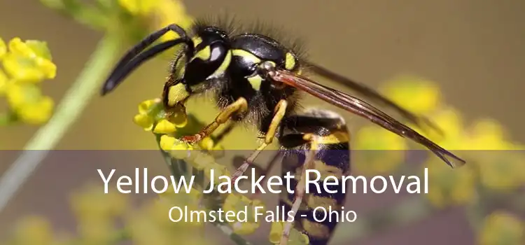 Yellow Jacket Removal Olmsted Falls - Ohio