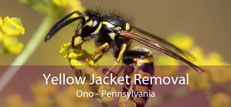 Yellow Jacket Removal Ono - Pennsylvania