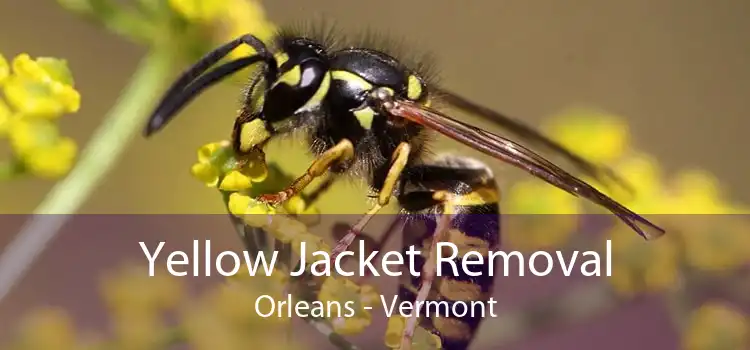 Yellow Jacket Removal Orleans - Vermont