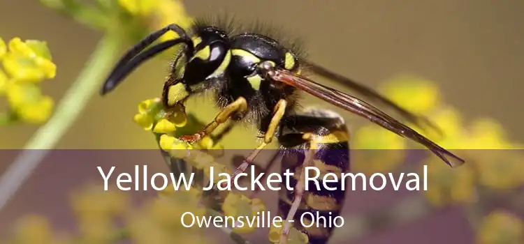 Yellow Jacket Removal Owensville - Ohio