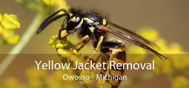 Yellow Jacket Removal Owosso - Michigan