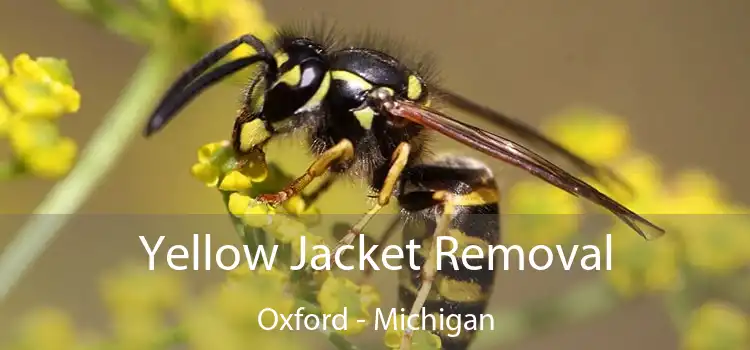 Yellow Jacket Removal Oxford - Michigan