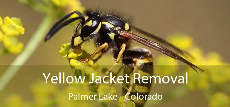 Yellow Jacket Removal Palmer Lake - Colorado