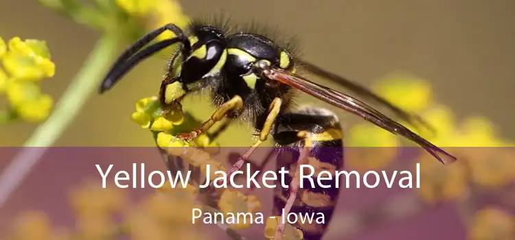 Yellow Jacket Removal Panama - Iowa