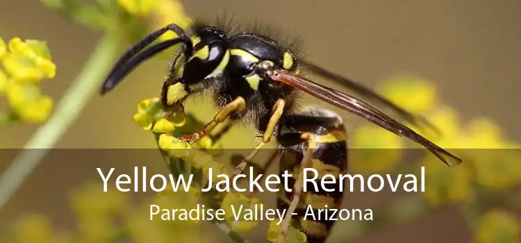 Yellow Jacket Removal Paradise Valley - Arizona
