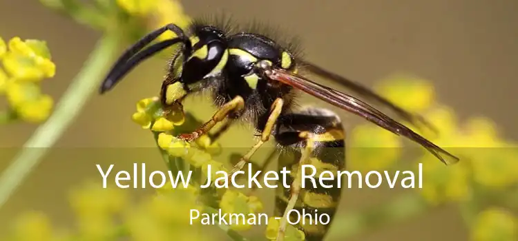 Yellow Jacket Removal Parkman - Ohio