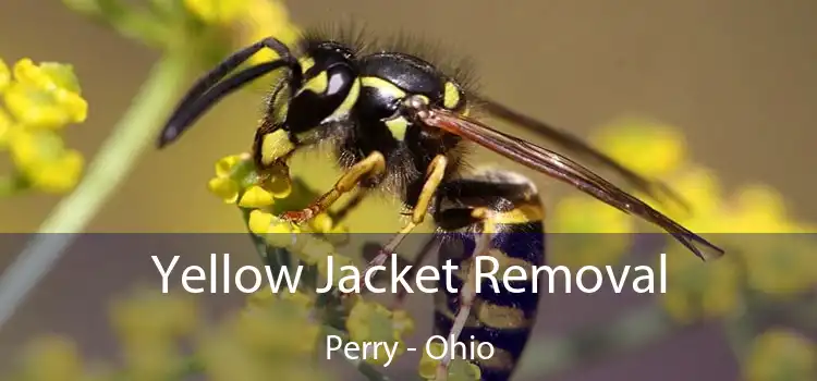 Yellow Jacket Removal Perry - Ohio