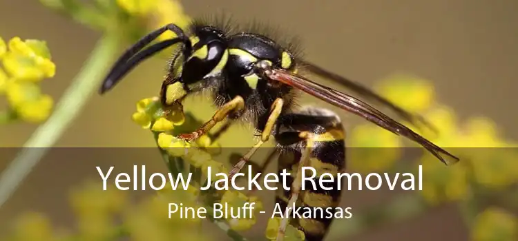 Yellow Jacket Removal Pine Bluff - Arkansas
