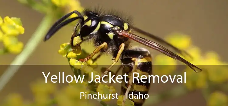 Yellow Jacket Removal Pinehurst - Idaho