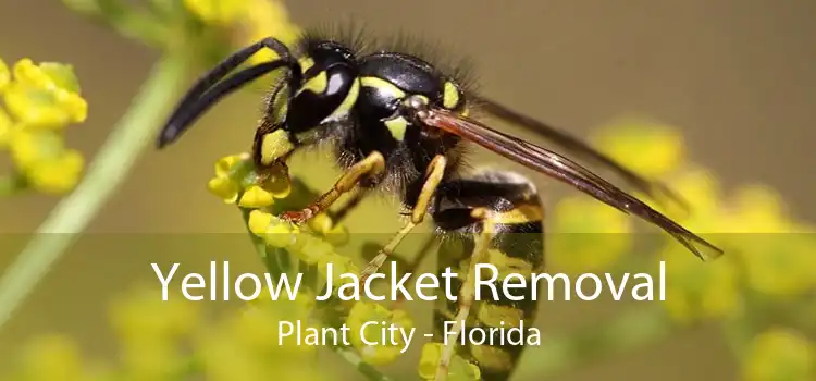 Yellow Jacket Removal Plant City - Florida