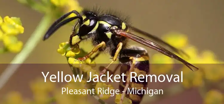 Yellow Jacket Removal Pleasant Ridge - Michigan