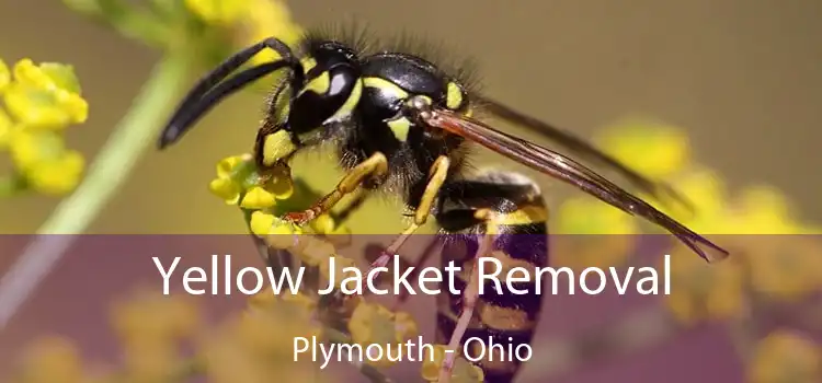 Yellow Jacket Removal Plymouth - Ohio