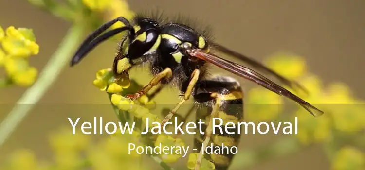 Yellow Jacket Removal Ponderay - Idaho