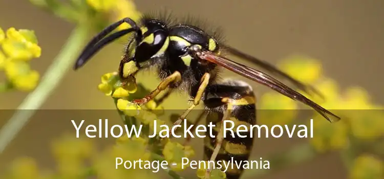 Yellow Jacket Removal Portage - Pennsylvania