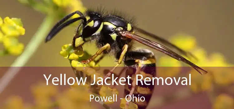 Yellow Jacket Removal Powell - Ohio