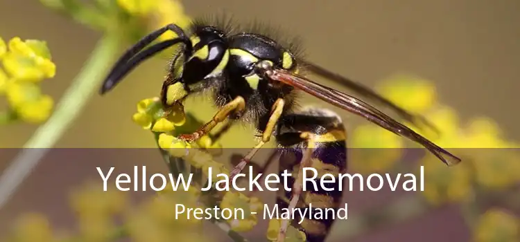 Yellow Jacket Removal Preston - Maryland