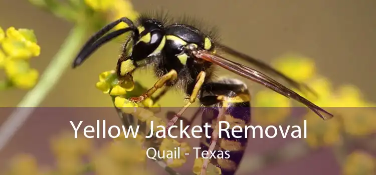 Yellow Jacket Removal Quail - Texas
