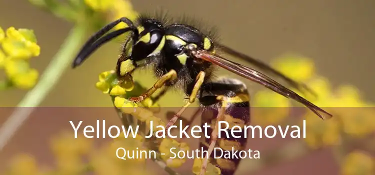 Yellow Jacket Removal Quinn - South Dakota