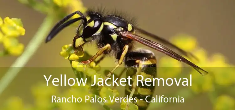 Yellow Jacket Removal Rancho Palos Verdes - California