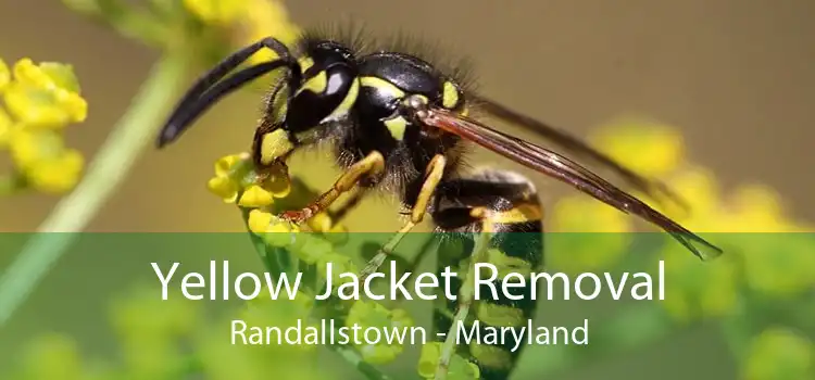 Yellow Jacket Removal Randallstown - Maryland