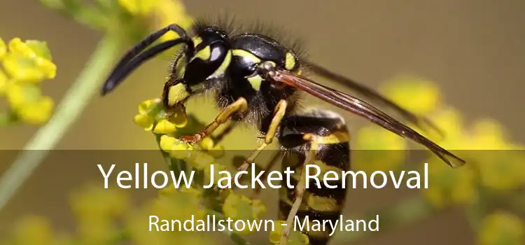 Yellow Jacket Removal Randallstown - Maryland