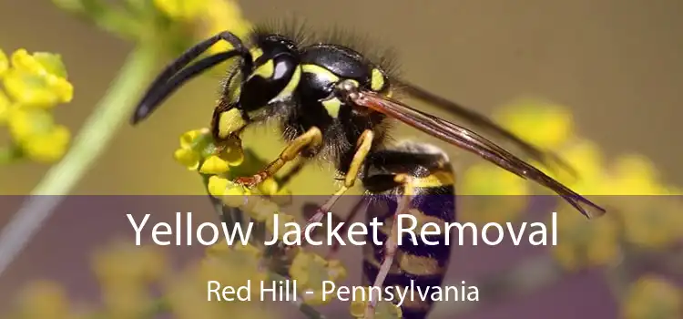 Yellow Jacket Removal Red Hill - Pennsylvania