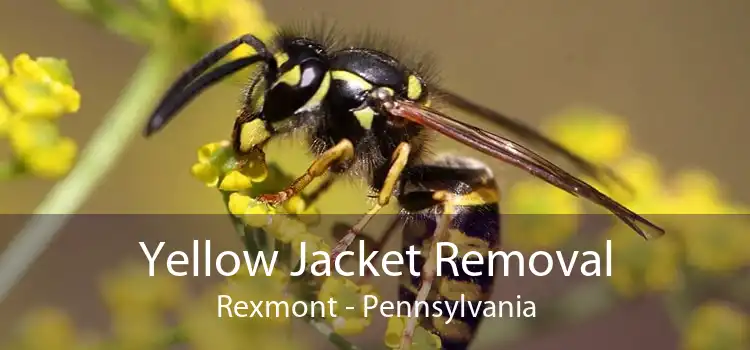 Yellow Jacket Removal Rexmont - Pennsylvania