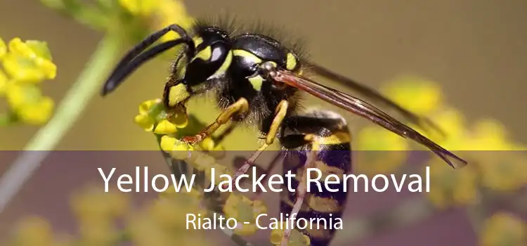 Yellow Jacket Removal Rialto - California