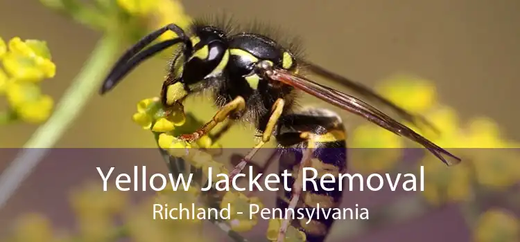 Yellow Jacket Removal Richland - Pennsylvania