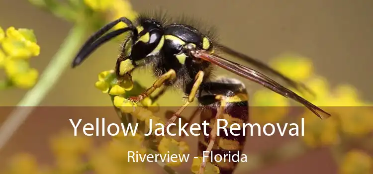 Yellow Jacket Removal Riverview - Florida