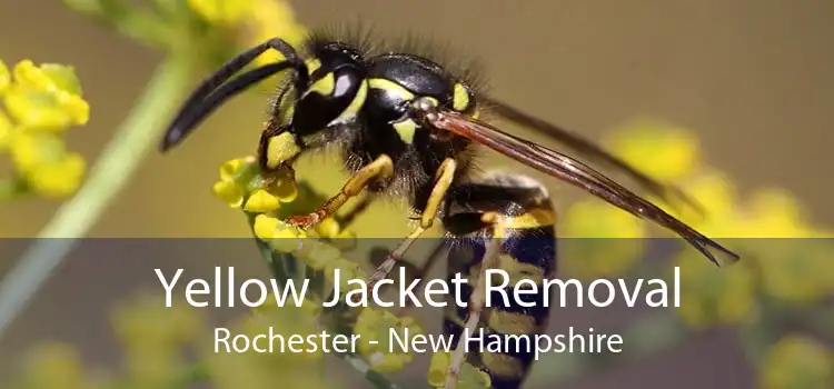 Yellow Jacket Removal Rochester - New Hampshire
