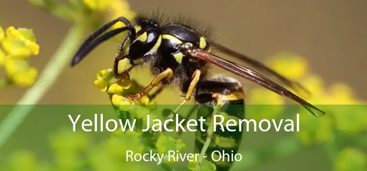 Yellow Jacket Removal Rocky River - Ohio