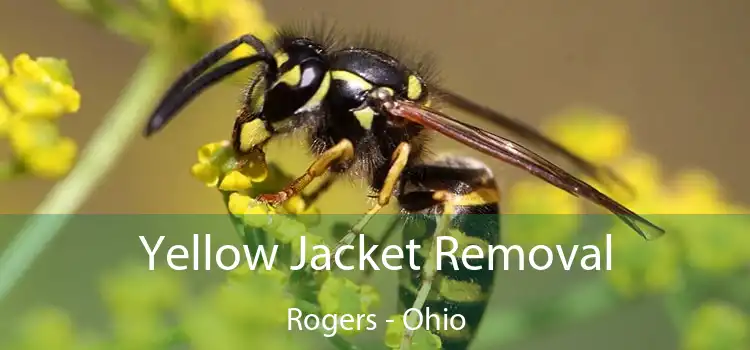 Yellow Jacket Removal Rogers - Ohio