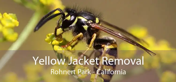 Yellow Jacket Removal Rohnert Park - California