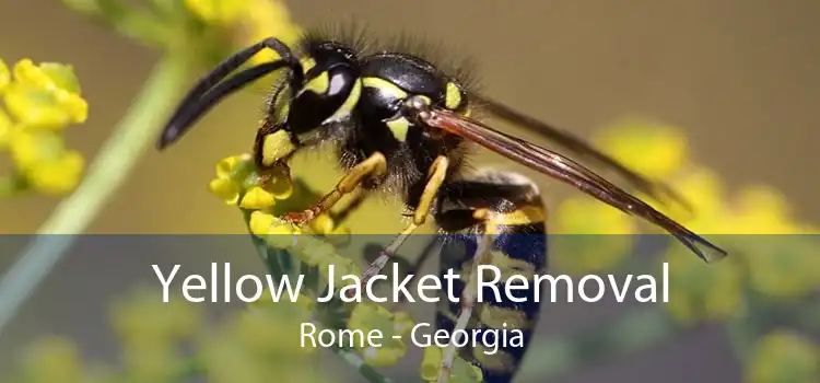 Yellow Jacket Removal Rome - Georgia