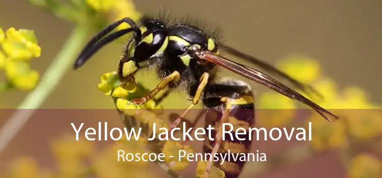 Yellow Jacket Removal Roscoe - Pennsylvania