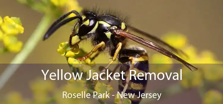 Yellow Jacket Removal Roselle Park - New Jersey