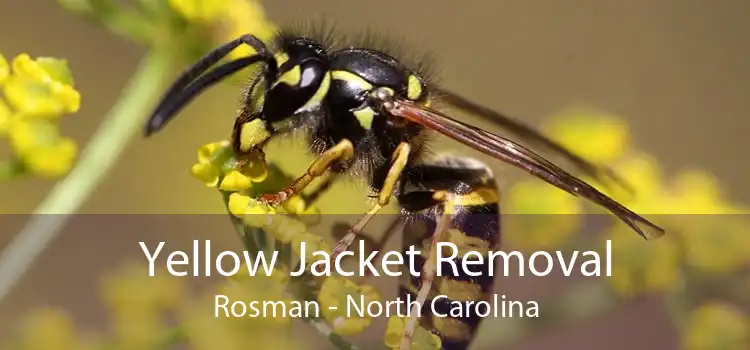 Yellow Jacket Removal Rosman - North Carolina