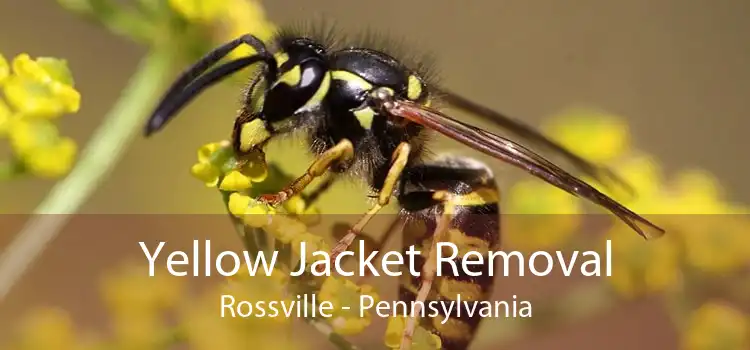 Yellow Jacket Removal Rossville - Pennsylvania